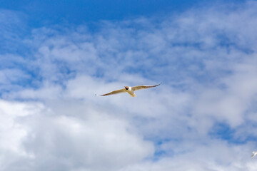 A river gull flies across the sky.