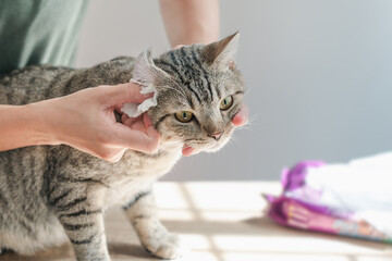 Clean cat by wipe the cat's ears. - obrazy, fototapety, plakaty