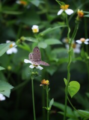 cimmonfive ring butterfly on a flower