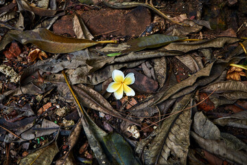 Plumeria alba flower, jasmine flowers fall to the ground. beautiful flower in dry leaves