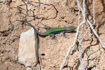 the green lizard is large