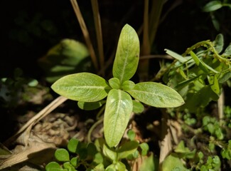 close up of a staurogyne plant in a garden