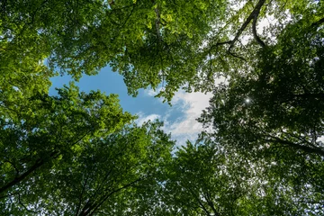 Fotobehang summer sky through the trees © DANIL