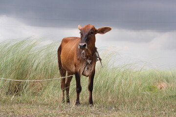 Cow grazing on a meadow, a cow standing on a farmland