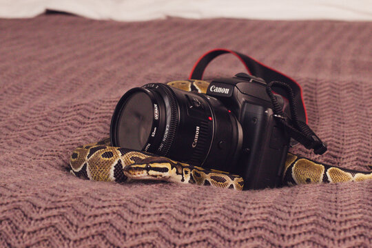 royal python house snake wallpaper