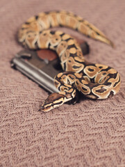 royal python house snake with gun wallpaper