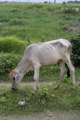 A calf eating grass on a grassland, cow grazing on a meadow
