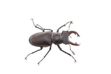 stag beetle isolated on white background - obrazy, fototapety, plakaty