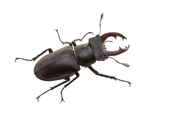 stag beetle isolated on white background
