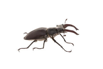 stag beetle isolated on white background