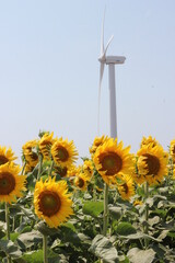 sunflower with wind turbine in the background