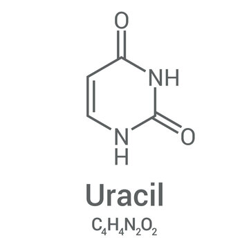 Uracil Bilder Durchsuchen 566 Archivfotos, und Videos
