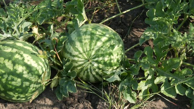 Two ripe young watermelon on a field in green foliage. Melons harvest