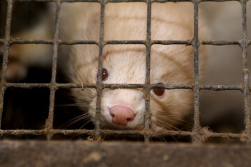 Mink farm. Production of elite fur. Animal in a cage, in the hands of a man.