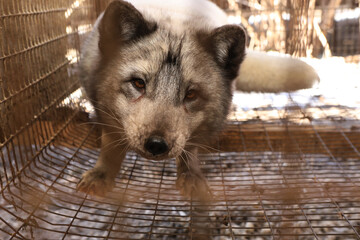 Farm for growing polar fox. Production of elite fur. An animal in a cage for killing and making a...