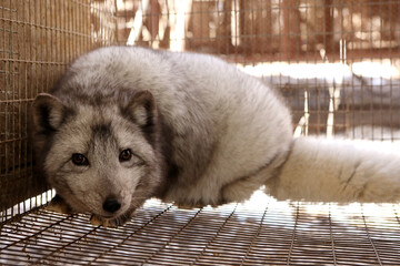 Farm for growing polar fox. Production of elite fur. An animal in a cage for killing and making a fur coat.