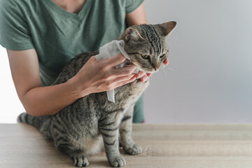 Clean cat by wipe the cat's ears. - obrazy, fototapety, plakaty