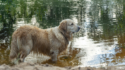 A wet golden retriever walks along the riverbed in nature. Wet yellow lab after bath in river.