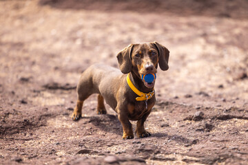 Miniature Dachshund playing with a ball - 519786158