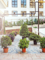 Fototapeta na wymiar Decorative potted bushes in the street. Small ornamental plants in pots stand on the adjacent territory near the curb. Improvement of yards at modern houses. landscape design