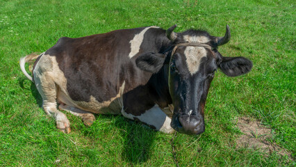 Open farm with dairy cattle on the field in countryside farm. Single cow lies on a pasture on blue sky background.