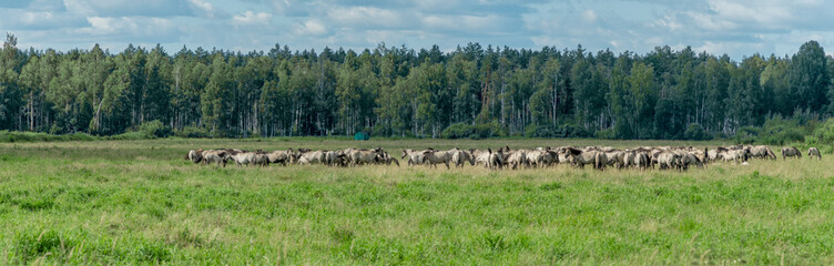 Naklejka na ściany i meble Tarpan horses in nature. Wild horses. Wildlife and nature background. Herd of wild horses Tarpan on the pasture.