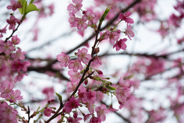 pink cherry blossom in  winter               