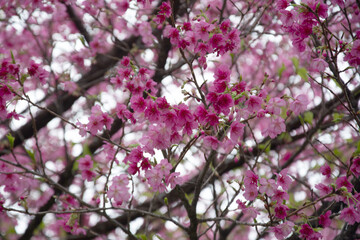 pink cherry blossom in  winter               