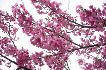 Obraz premium pink cherry blossom in winter 