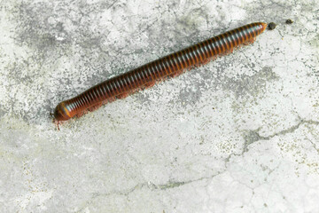 Red millipede crawl on concrete background