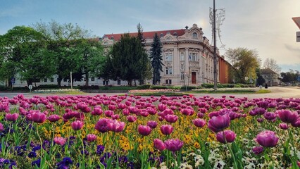 tulip garden in the city of Eger in Hungary
