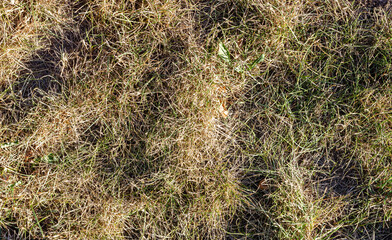 Dry grass. Dry lawn. Old ruined lawn.