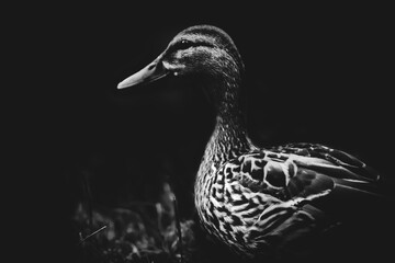 Lake Duck