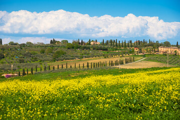 Fototapeta na wymiar Tuscan countryside landscape with rape flowers under beautiful sky. Italy. Travel background. Agriculture, environment and nature protection balance concepts. 