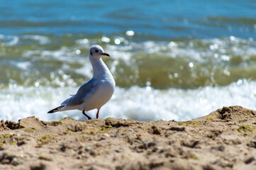 Seagull walking on sandy seashore 