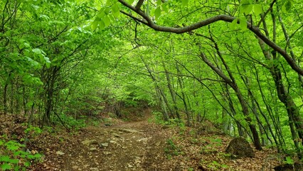 hidden path in the lush green forest in Hungary