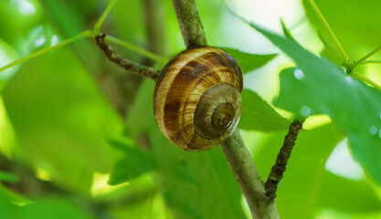Close-up of beautiful grape snail Helix pomatia, Roman snail, Burgundy snail, edible snail or escargot in natural habitat