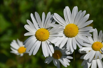 Obraz na płótnie Canvas Daisy flowers, Sainte-Apollime, Québec, Canada