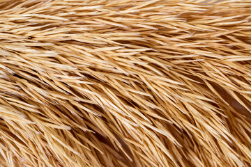 Macro Photography of natural dry straw pattern. Abstract horizontal stripes texture background. 