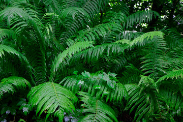 Selective emphasis on green fern leaves in nature after rain. Fern leaves close-up. Fern plants in the forest. The concept of background nature.