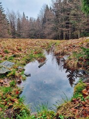 Secret pond in the forest in autumn in Poland