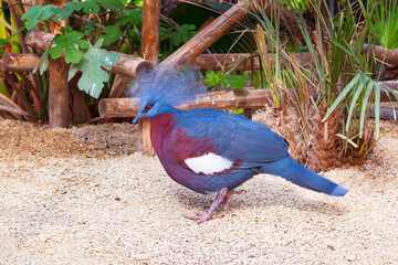 Western Crowned Pegion close-up