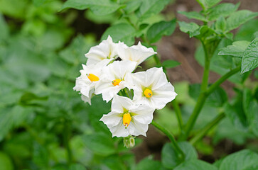 potato flower in the garden