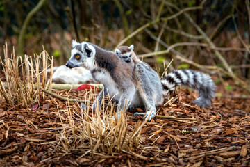 Ring-tailed lemur aka Lemur catta close up © Nataliya