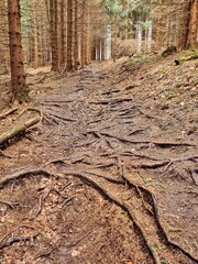 tree roots in the forest