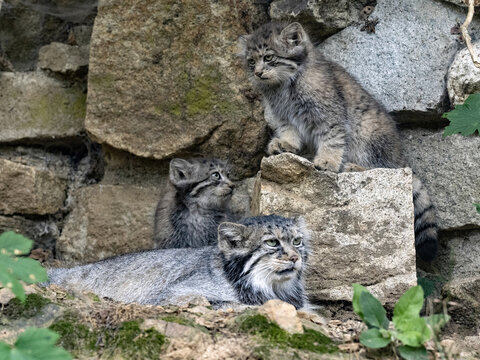 Female Pallas´ Cat, Otocolobus Manul, With Two Cute Cubs.