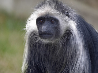 Portrait of a male King Colobus, Colobus polykomos, with long white fur around his head