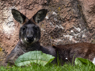 Common wallaroo, Macropus r. robustus, peeking out from its hiding place in the grass