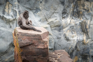 sulawesi macaque sitting on the stone, copy space