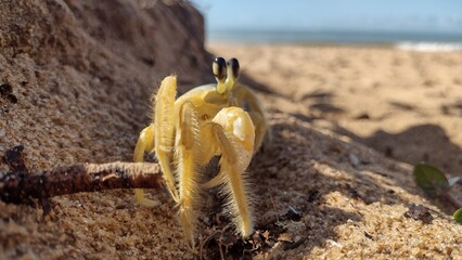 spider on the ground